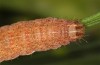 Xestia castanea: Larva (e.l. rearing, Upper Rhine Valley, larva in February 2020) [S]