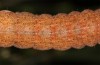 Xestia castanea: Larva (e.l. rearing, Upper Rhine Valley, larva in February 2020) [S]