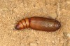 Autophila cataphanes: Pupa (e.l. rearing, Spain, Avila, Sierra de Gredos, larva in late June 2025) [S]