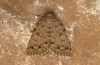 Autophila cataphanes: Imago (e.l. rearing, Spain, Avila, Sierra de Gredos, larva in late June 2025) [S]