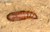 Autophila cataphanes: Pupa (e.l. rearing, Spain, Avila, Sierra de Gredos, larva in late June 2025) [S]