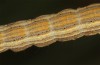 Autophila cataphanes: Larva (Spain, Avila, Sierra de Gredos, late June 2025) [M]