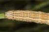 Autophila cataphanes: Larva (Spain, Avila, Sierra de Gredos, late June 2025) [S]
