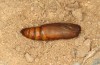 Autophila cataphanes: Pupa (e.l. rearing, Spain, Avila, Sierra de Gredos, larva in late June 2025) [S]