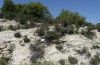 Cucullia celsiae: Larvalhabitat in einem Kalkgebiet mit Scutellaria cypria (W-Zypern, Agios Therapon, Anfang April 2018) [N]