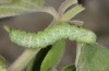Cucullia celsiae: Larva in the last instar (e.l. rearing, W-Cyprus, Paphos forest, larva in early April 2018) [S]