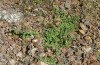 Cucullia celsiae: Larvalhabitat mit Scutellaria cypria (W-Zypern, Paphos forest, Anfang April 2018) [N]