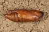 Cucullia celsiae: Pupa, already partially developed prior to hibernation (e.l. rearing, W-Cyprus, Paphos forest, larva in early April 2018) [S]