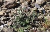 Cucullia celsiae: Larval habitat with Scutellaria cypria (W-Cyprus, Paphos forest, early April 2018) [N]
