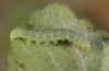 Cucullia celsiae: L3-larva (W-Cyprus, Paphos forest, early April 2018) [M]