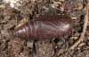 Orthosia cerasi: Pupa (e.l. Sardinia 2012). The adult has already developed. [S]