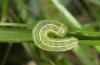 Tholera cespitis: Junge larva (eastern Swabian Alb, Southern Germany, May 2010) [M]