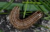 Tholera cespitis: Larva [S]