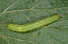 Chrysodeixis chalcites: Raupe (Madeira, März 2013) [M]