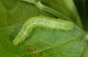 Chrysodeixis chalcites: Young larva (La Gomera, February 2013) [M]