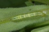 Chrysodeixis chalcites: Halbwüchsige Raupe (La Palma, Dezember 2012) [M]