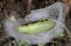 Chrysodeixis chalcites: Pupa (e.l. La Gomera) [S]