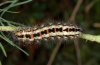 Oxicesta chamoenices: Fully-grown larva on Euphorbia cyparissias (Cevennes, mid-July 2012) [M]