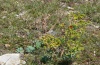 Oxicesta chamoenices: Verlassenes Raupennest an kahlgefressener Euphorbia nicaeensis (Cevennes, Juli 2012) [N]