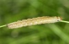 Apamea characterea: Young larva (eastern Swabian Alb, Southern Germany, September 2010) [M]