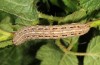 Cryptocala chardinyi: Larva (breeding photo 2013) [S]