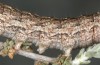 Eremohadena chenopodiphaga: Raupe (e.l. Spanien, Saragossa, Monegros, Raupenfunde am 9. April 2023) [S]