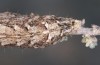 Eremohadena chenopodiphaga: Raupe (e.l. Spanien, Saragossa, Monegros, Raupenfunde am 9. April 2023) [S]