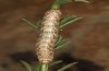 Eremohadena chenopodiphaga: Raupe (e.l. Spanien, Saragossa, Monegros, Raupenfunde am 9. April 2023) [S]