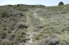 Eremohadena chenopodiphaga: Larvalhabitat mit Caroxylon vermiculatum (Spanien, Saragossa, Monegros, 9. April 2023) [N]