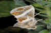 Euchalcia chlorocharis: Male (Delphi, 450m, early May 2016). The animal had been flushed from the vegetation and settled itself in very characteristic head-down posture on a shoot of the larval host plant. [N]