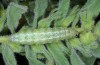 Euchalcia chlorocharis: Larva (Delphi, Greece, early May 2016) [M]
