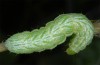 Diachrysia chrysitis: Larva (river Iller near Memmingen, S-Germany, May 2013) [M]