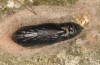 Diachrysia chrysitis: Pupa (e.l. Memmingen, S-Germany, 2013) [S]