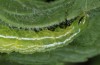 Diachrysia chryson: Larva (Allgaeu, Hinterstein, 950m NN, June 2014) [N]