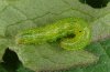 Diachrysia chryson: Young larva in the September