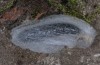 Diachrysia chryson: Cocoon (e.l. Allgaeu, Hinterstein, 950m NN, larva in June 2014) [S]