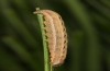 Spodoptera cilium: Raupe (e.l. Spanien, Almeria, Rio Andarax, Jungraupenfund Mitte November 2022) [S]