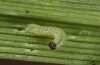 Spodoptera cilium: L1 Raupe (F1 e.l. Spanien, Almeria, Rio Andarax, Raupen Mitte November 2022) [S]