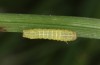 Spodoptera cilium: L3 Raupe (Spanien, Almeria, Rio Andarax, Mitte November 2022) [M]