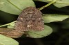 Spodoptera cilium: Female (e.l. rearing, Spain, Almeria, Rio Andarax, larvae in mid-November 2022) [S]