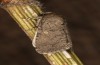 Spodoptera cilium: Female (e.l. rearing, Spain, Almeria, Rio Andarax, larvae in mid-November 2022) [S]