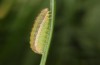 Spodoptera cilium: Half-grown larva (e.l. rearing, Spain, Almeria, Rio Andarax, record of young larva in mid-November 2022) [S]