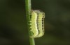 Spodoptera cilium: Half-grown larva (e.l. rearing, Spain, Almeria, Rio Andarax, record of young larva in mid-November 2022) [S]