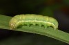 Spodoptera cilium: Half-grown larva in the penultimate instar (Spain, Almeria, Rio Andarax, mid-November 2022) [M]