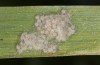 Spodoptera cilium: Batch of eggs (F1 e.l. rearing, Spain, Almeria, Rio Andarax, larvae in mid-November 2022) [S]