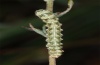 Cucullia cineracea: Half-grown larva (Hautes-Alpes, France, mid-September 2012) [N]