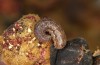 Sunira circellaris: Half-grown larva on Fraxinus (e.o. rearing, S-Germany, Memmingen, egg found in January 2021) [S]