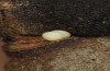 Sunira circellaris: Eier an Esche, noch nicht entwickelt (Memmingen, Anfang Dezember 2021) [M]