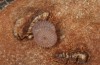 Sunira circellaris: Egg on Ulmus glabra (S-Germany, Memmingen, December 2021) [M]