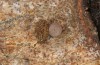 Sunira circellaris: Egg on Fraxinus (S-Germany, Memmingen, January 2021) [M]